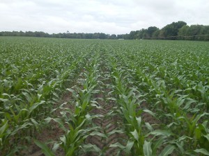 Corn 43 days after planting