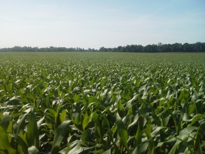 Corn 52 days after planting