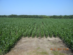 Corn May 29 2013