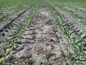 Corn stand with even emergence and uniform germination. This is in what I would call a moderate input program. However the stand still offers max yield potential. 
