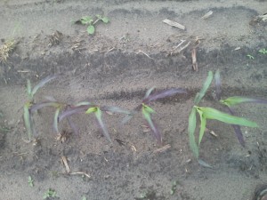 Phosphorus deficiency of corn. This had 13 gallons of 10-34-0 and 13 gallons of 28% applied at planting. 