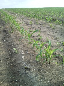 Corn stand with uneven emergence and spacing. This is in what I would call an extremely high input program. I think  the stand itself limits yield potential. 