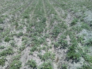 Palmer amaranth on beds before burndown application. These were sprayed with Paraquat before planting. 