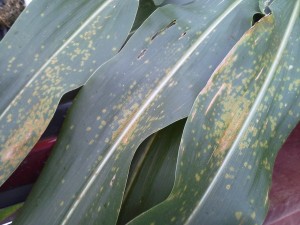 Southern rust is being found on corn leaves