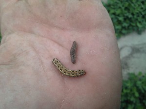 Various appearances of cutworms