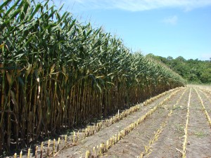 Corn silage harvest