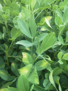 Older leaves showing Three Corner Alfalfa Hopper injury. New leaves without symptoms two weeks after insecticide treatment.