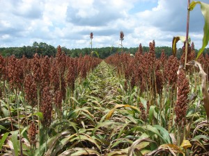 Sorghum plot entered into the National Sorghum Producers Yield and Management Contest