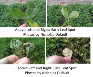 Leaf Spot Dufault 2013