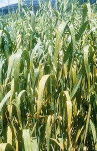 Crown rust on oats