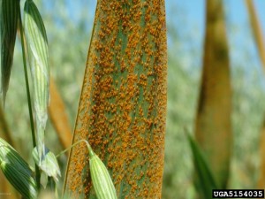 Oat Crown Rust