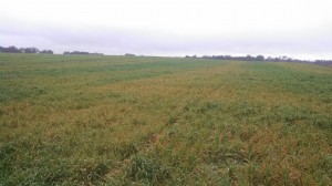 Oats damage