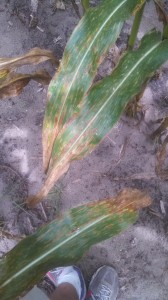 Disease symptoms on corn
