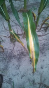 Nitrogen deficiency of corn