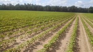 Cotton planted in North Florida