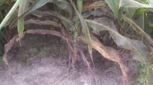 Damage occurs rapidly to sorghum and there are reports from the Deep South of complete yield loss. 