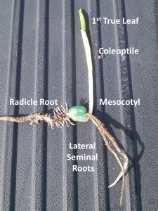 Labeled parts of the seedling corn plant