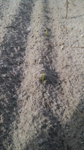 The 1st true leaf of corn emerging from the soil.