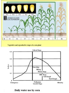 Corn Irrigation Requirements