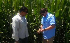 On left, Sandeep Bhatnagar, Commercial Corn Breeder with Monsanto, and Nick Chammoun, Monsanto Agronomist, visit area corn fields.  