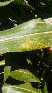 Rust spores on a more susceptible corn hybrid