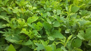 Soybean leaves showing VBC feeding.