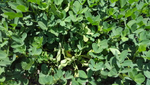 Peanut leaf "flagging" as a result of white mold.