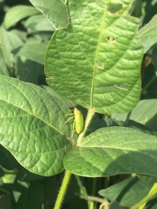 Red-banded stinkbug in soybeans