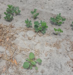 A broad spectrum of broadleaf weeds and grasses are emerging where pre-emerge herbicides have not received rainfall or irrigation. 