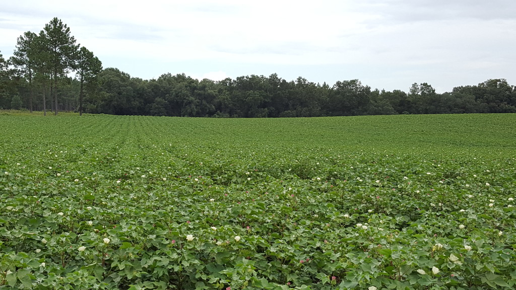 Jefferson County Farm Tour Part 1 Florida Crops